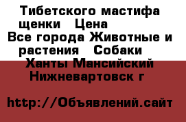  Тибетского мастифа щенки › Цена ­ 10 000 - Все города Животные и растения » Собаки   . Ханты-Мансийский,Нижневартовск г.